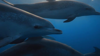 Duminică 8 iunie 21:00