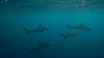 Investigation Shark Attack - Trailer