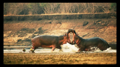 Hranice mezi predátorem a kořistí je tenká