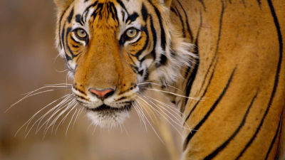 ΑΦΙΕΡΩΜΑ: ΤΑ ΜΥΣΤΙΚΑ ΤΗΣ ΑΣΙΑΣ ΣΑΒΒΑΤΟ 6 ΣΕΠΤΕΜΒΡΙΟΥ 19.00