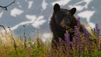 Náš zvířecí svět - Oslavte s námi světový den zvířat
