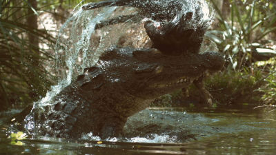 ΑΦΙΕΡΩΜΑ: Ο ΟΙΚΟΣ ΤΩΝ ΕΡΠΕΤΩΝ ΚΥΡΙΑΚΗ 5 ΟΚΤΩΒΡΙΟΥ 19.00