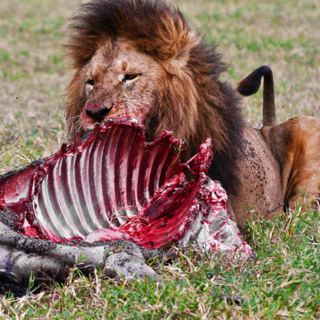 Planeta Carnivore
