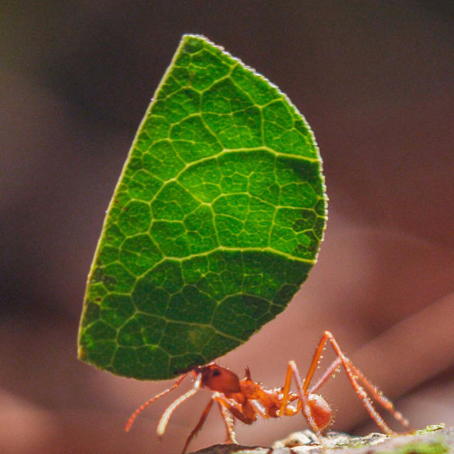 Champions of Nature