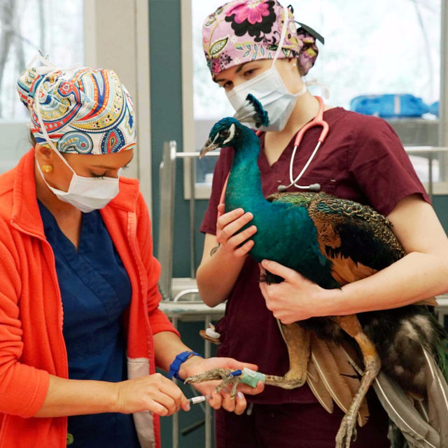 Animal ER
