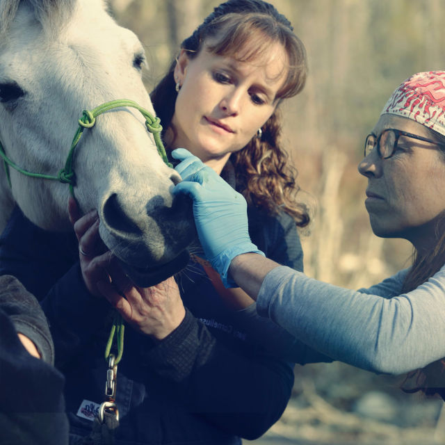 Dr. Oakley: Veterinar iz Yukona