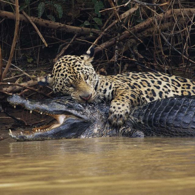Vahşi Gezegen: Buzların Efendileri