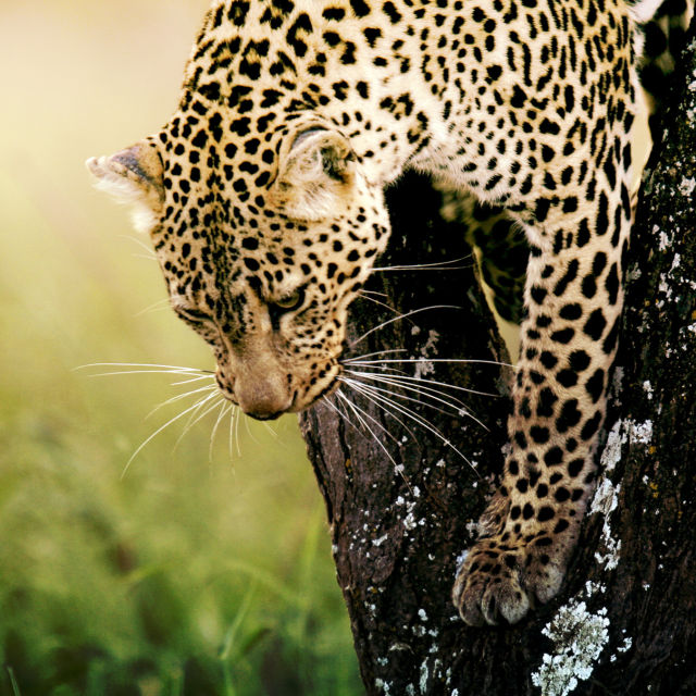 Serengeti