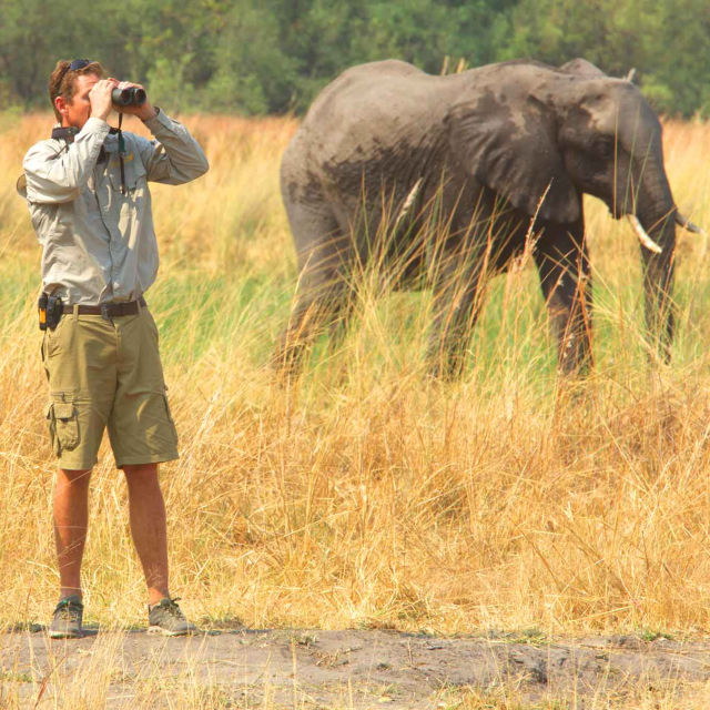 Safariveljekset