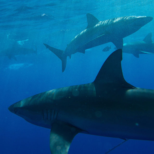 Weterynarz z tropików