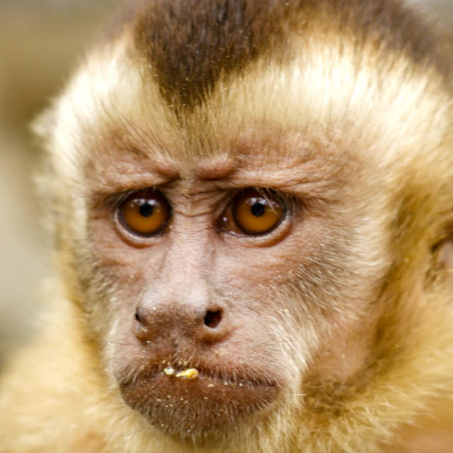 Неопитомената Бразилия