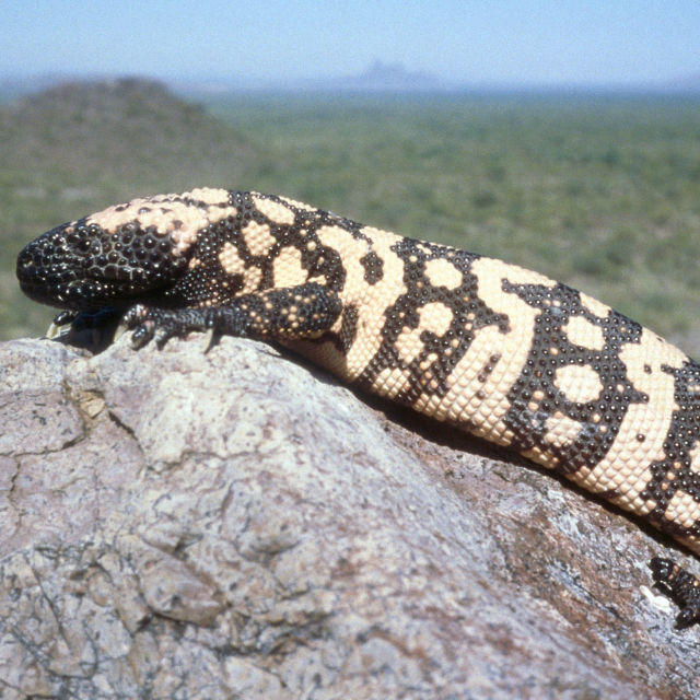 Divoké příšery: Děsivá stvoření