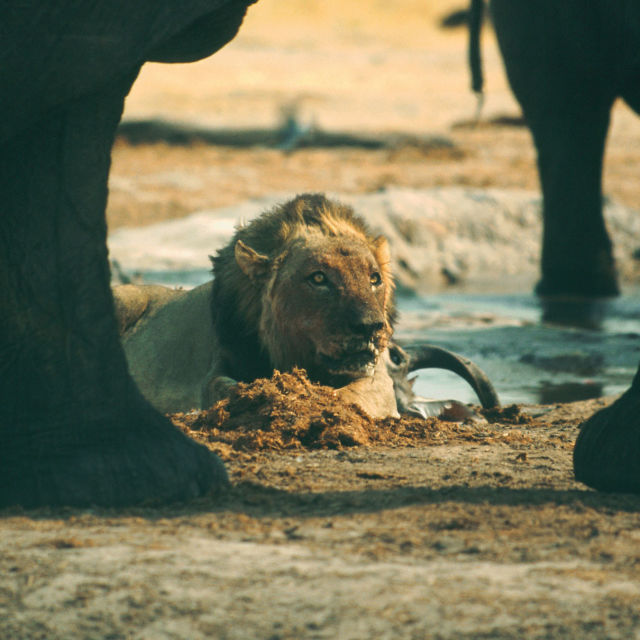 Löwe vs. Elefant: Rivalen des Tierreichs