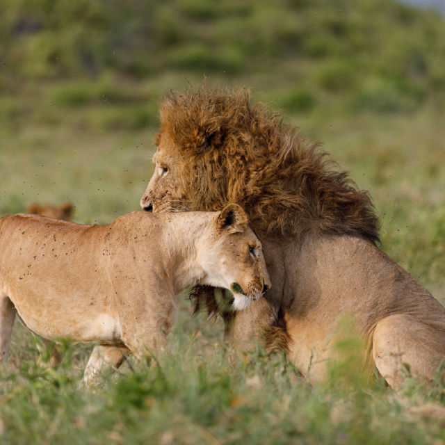 Afrikas tierische Genies