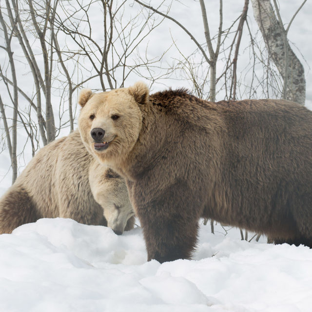 Finnlands Bären: Überleben im Winter