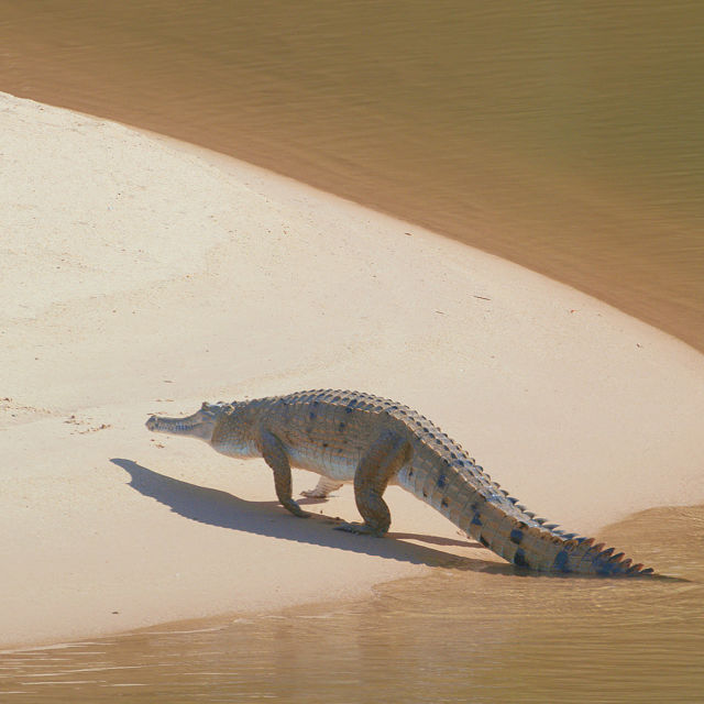 Australiens tropische Wälder