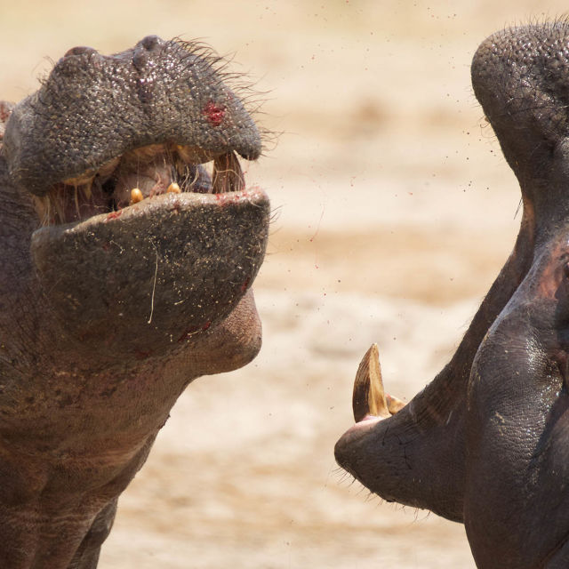 Afrikas wilde Tierwelt