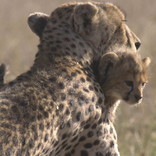 Tierbabys in Afrika