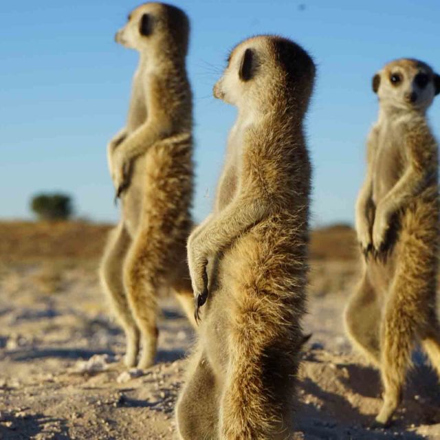 Das Wunder des Lebens: Tierbabys