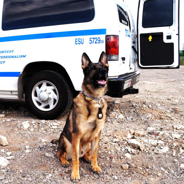 Hunde im Einsatz