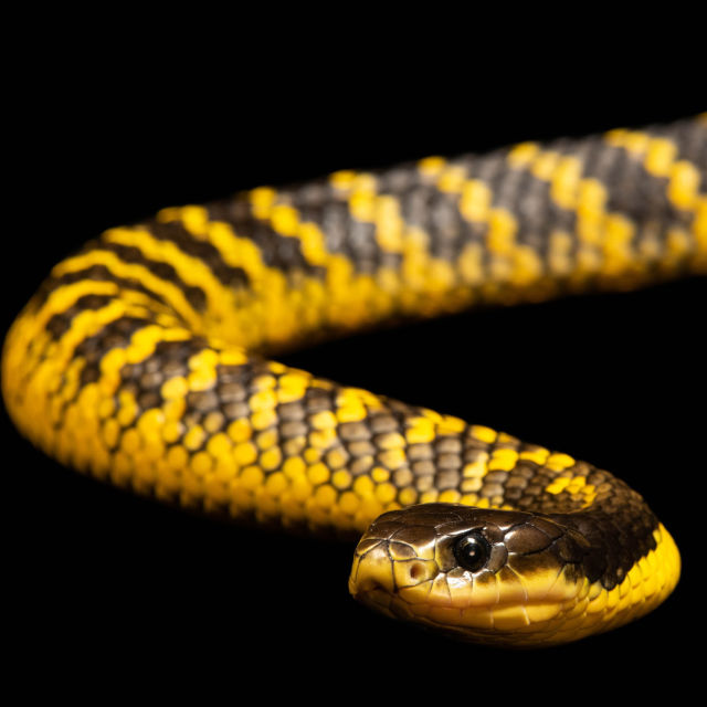 Photo Ark mit Joel Sartore