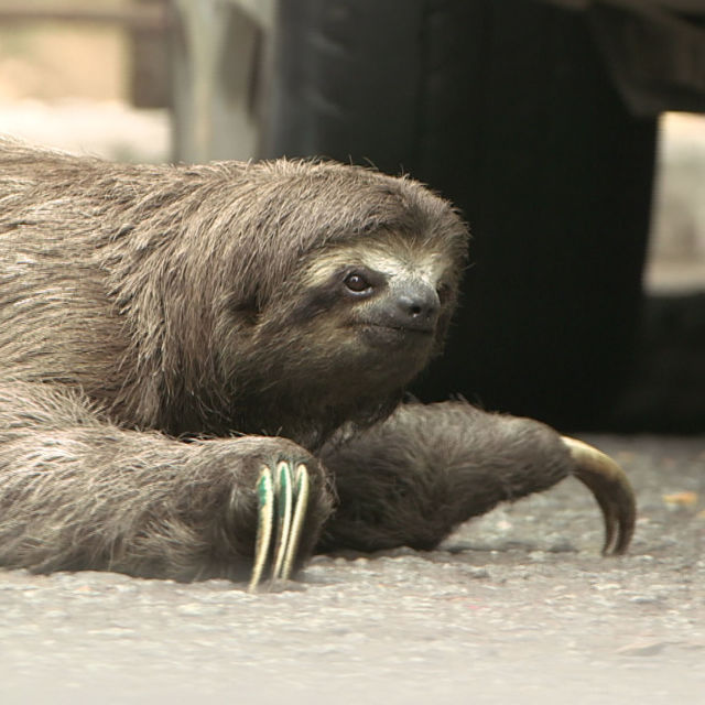 Naturens monstre: Klamme kryb