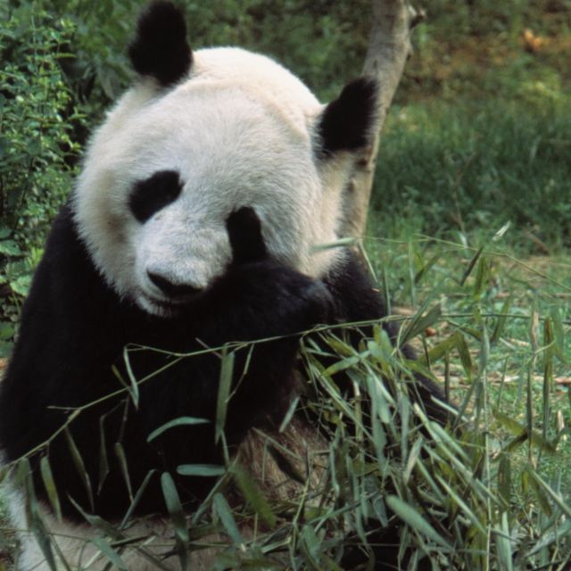 Asiens vilde hemmeligheder