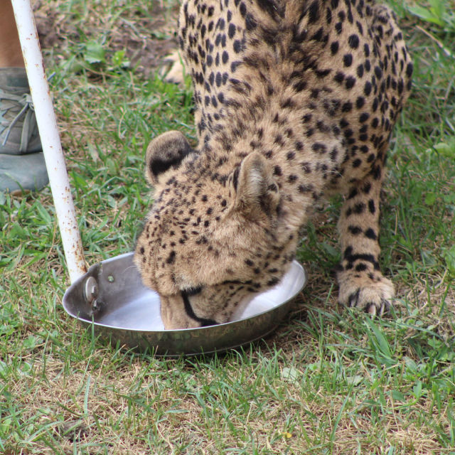 Hemmelighederne i Zoo: Aber