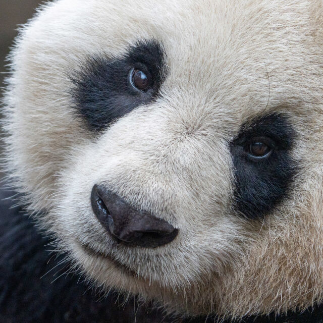 Panda School