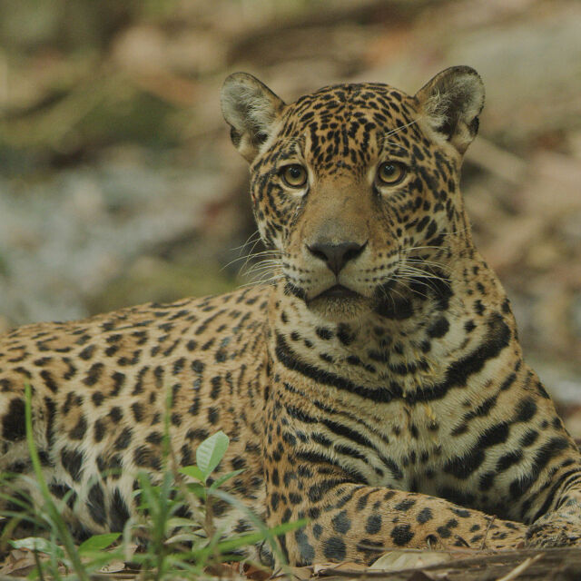 Jaguar: icono de la jungla de Guyana