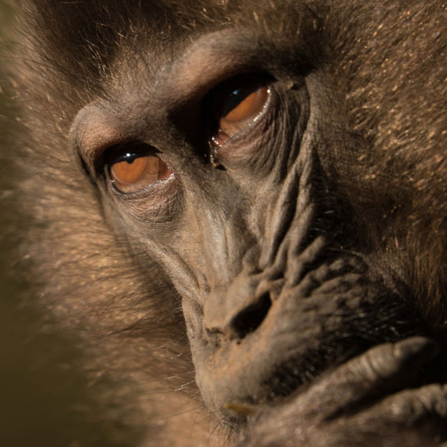 Monos gelada: el poder de la manada