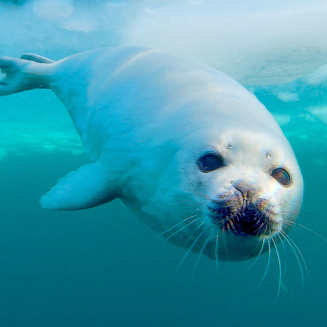 Villi_elämä: Kova pakkanen