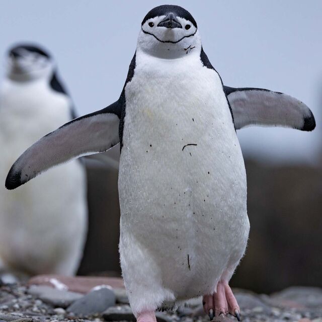Pingviinien elämää