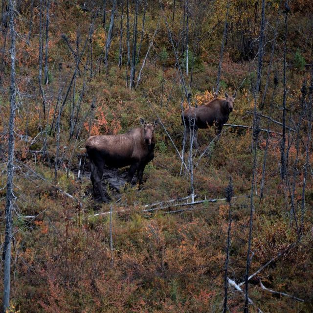 Alaskan karhujen koettelemukset