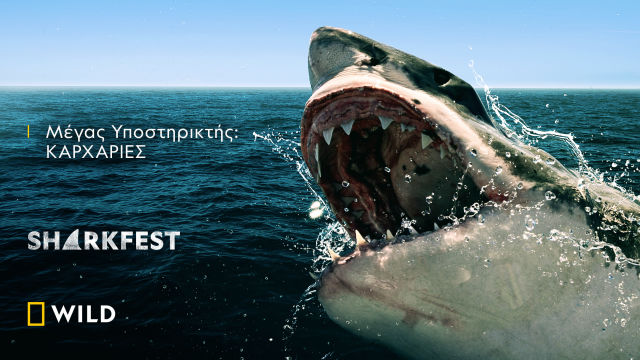SHARKFEST