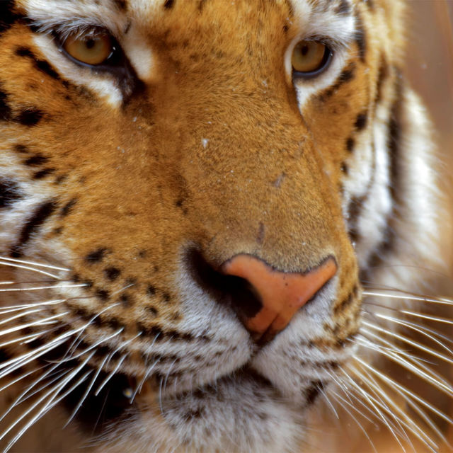 Η Τίγρη του Αμούρ