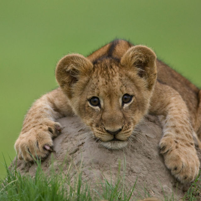 Οδύσσεια Αιλουροειδών