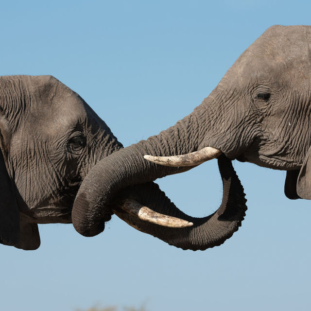 Η Άγρια Πλευρά