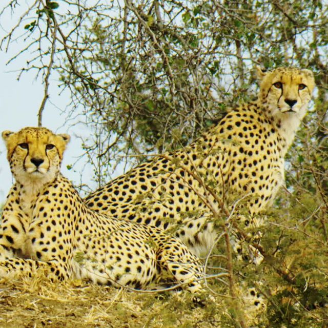 Η Γη των Αρπακτικών