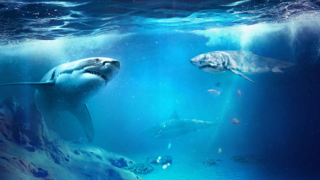 SHARKFEST
