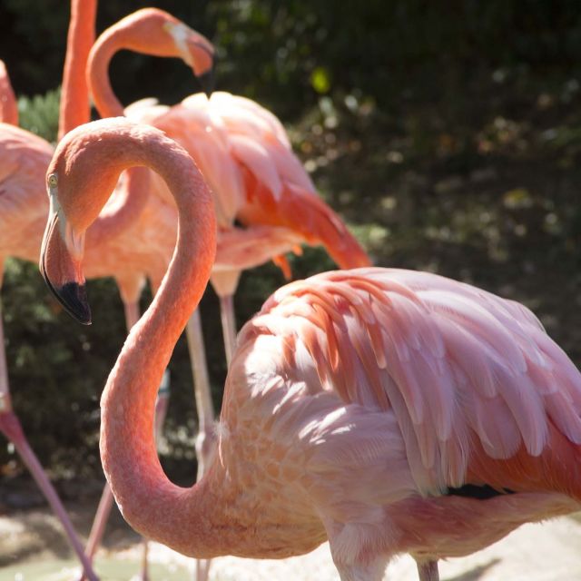 Tajne zoološkog vrta