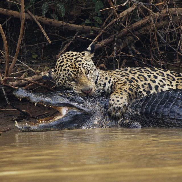 Negostoljubivi planet: Gospodari leda