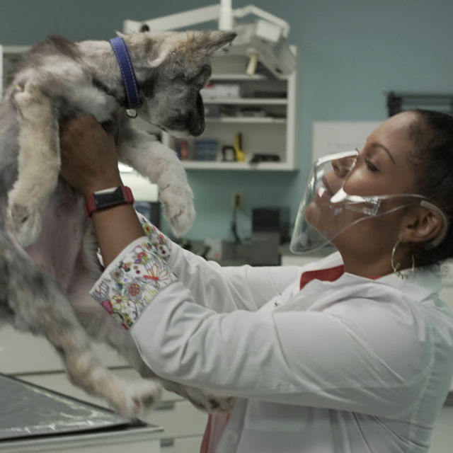 Veterinarka dr. Joya