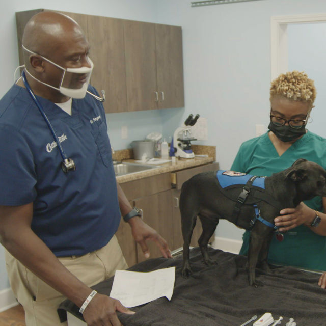 Critter Fixers: Seoski veterinari