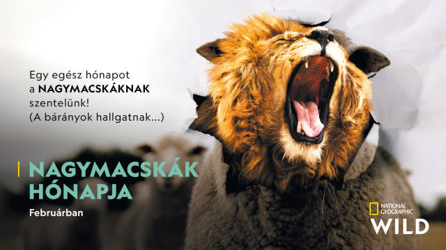 NAGYMACSKÁK HÓNAPJA 2021