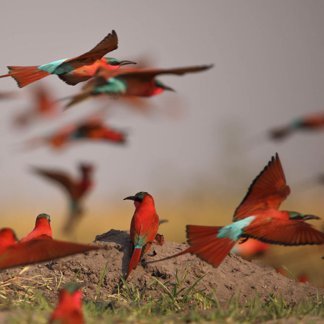 Mágikus Okavango-delta