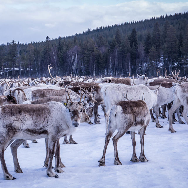 Európa: Megmenteni a vadont