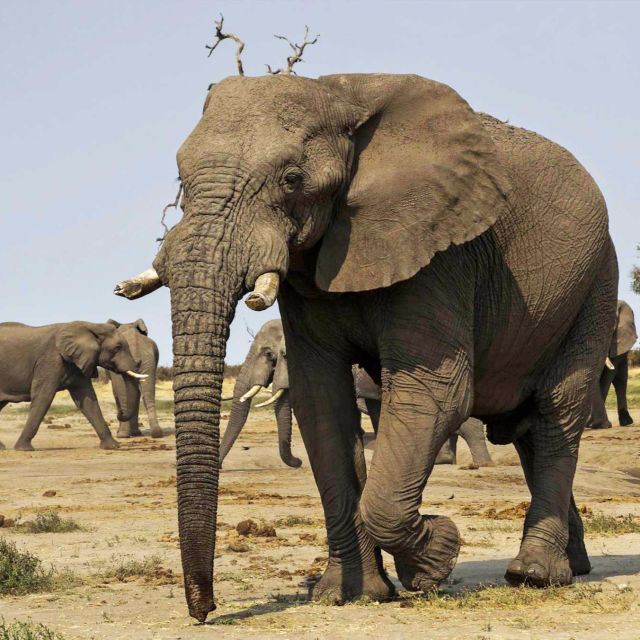 Veszedelmes Afrika: Mindent az utódokért