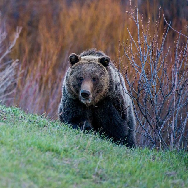 Vad Yellowstone