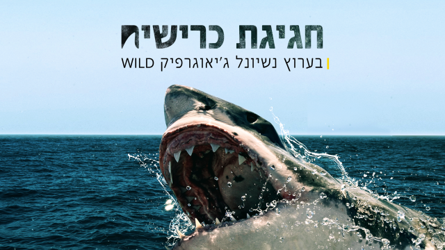 חגיגת כרישים 2020